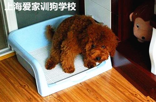 训练成犬去厕所