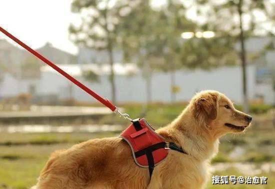 犬只地位训练