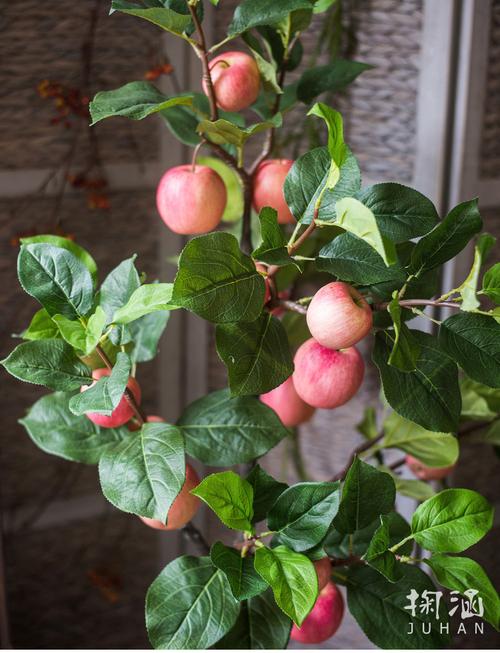 盆栽苹果自花栽培