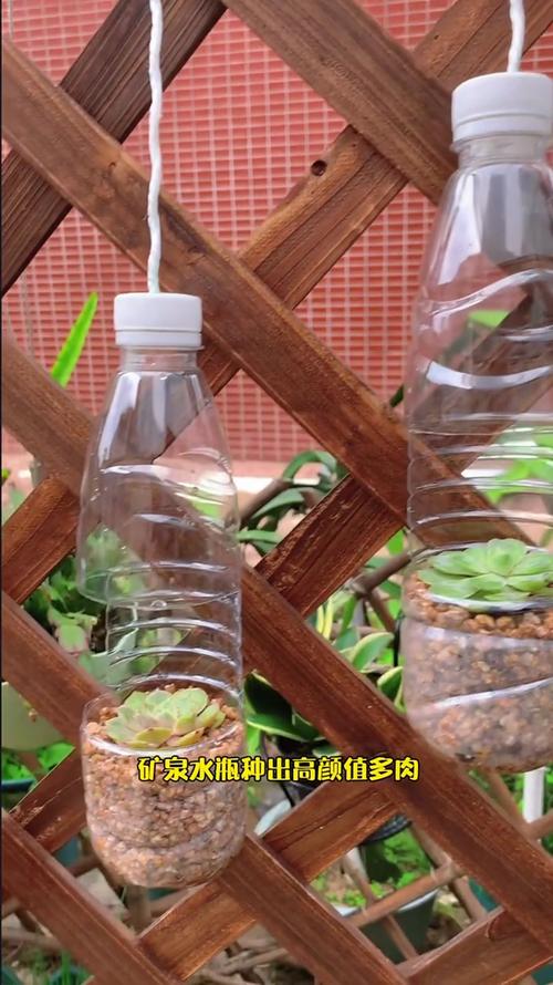 水瓶栽培步骤