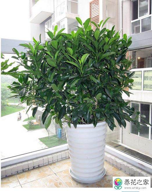 非洲茉莉养殖方法