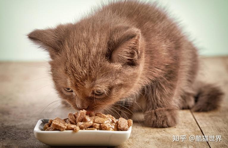 猫咪吃坏东西怎么办