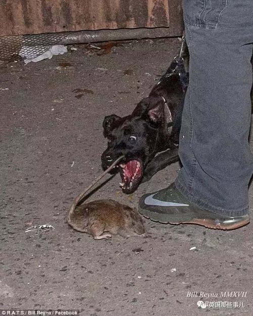 怎么训练狗捕鼠