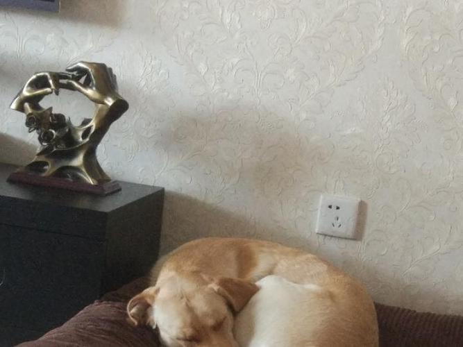 狗老有时东西卡住