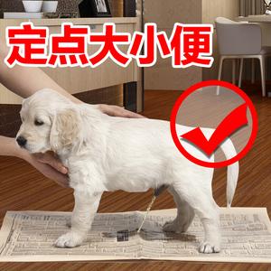 金毛犬幼犬怎么训练定点排便