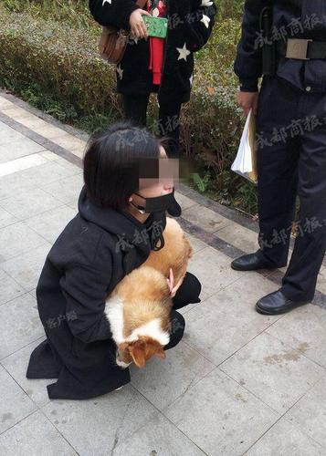 怎么教柯基捡东西