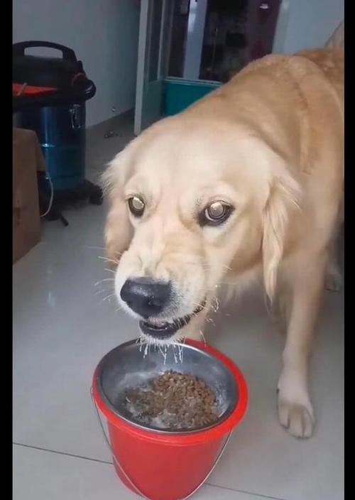 金毛不吃东西怎么办6