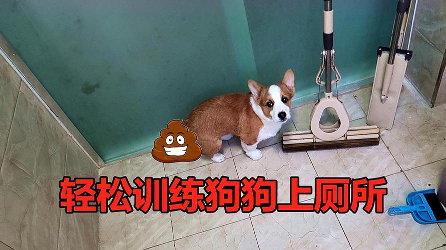 3个月的柯基怎么训练大小便