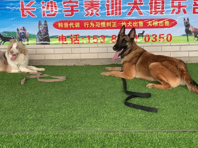 长沙上门狗狗训练