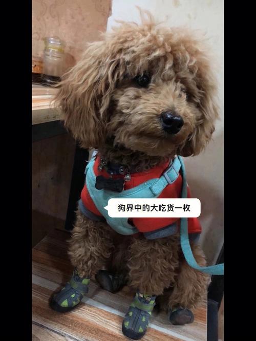 如何训练泰迪不叫不闹