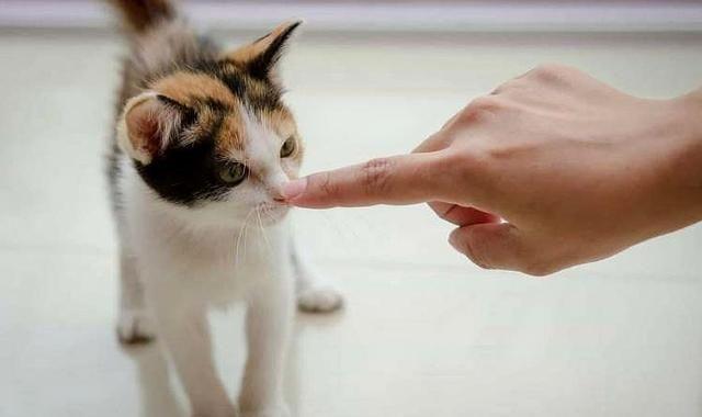 猫为什么乱抓东西怎么回事