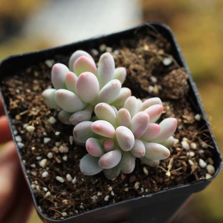 肉肉植物如何栽培