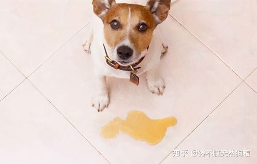 不在家是狗乱完东西怎么回事