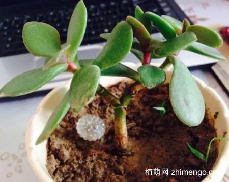 厚脸皮花怎样栽培