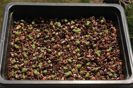 多肉花种子种植方法