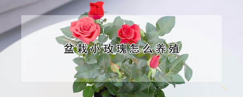 小玫瑰花冬天怎么养殖方法