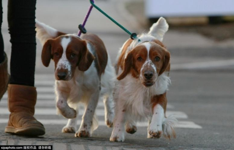 秀犬训练