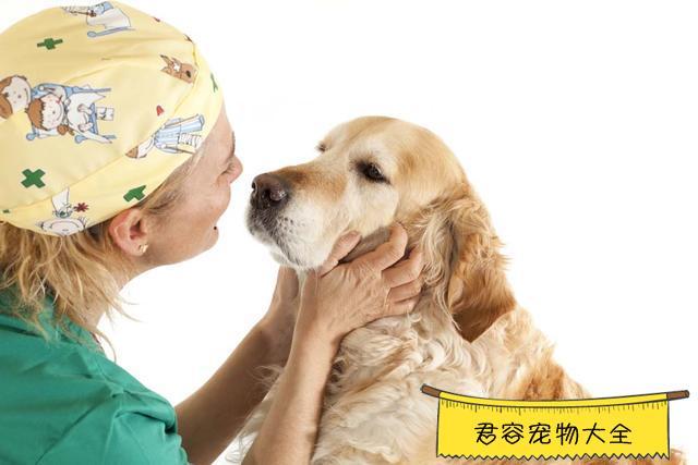 狗狗吃东西就咳嗽怎么办