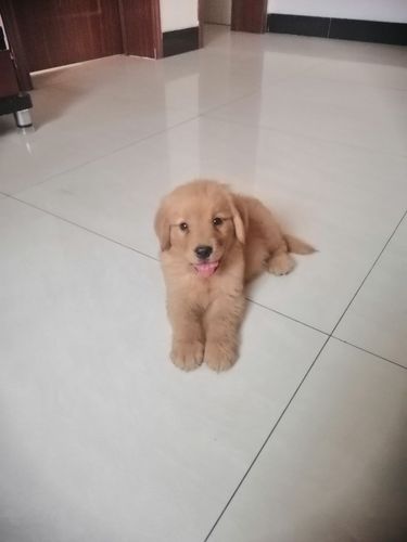 两个月的金毛乱咬东西怎么办