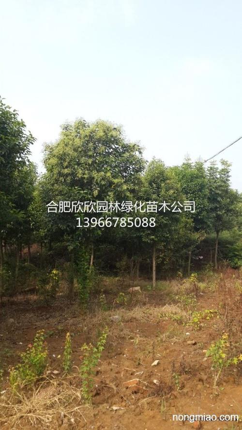 大叶女贞栽培