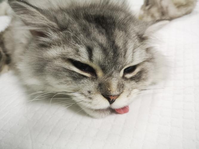 猫咪做完手术 吃东西吐