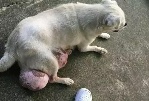 狗狗的蛋发红不吃东西怎么办