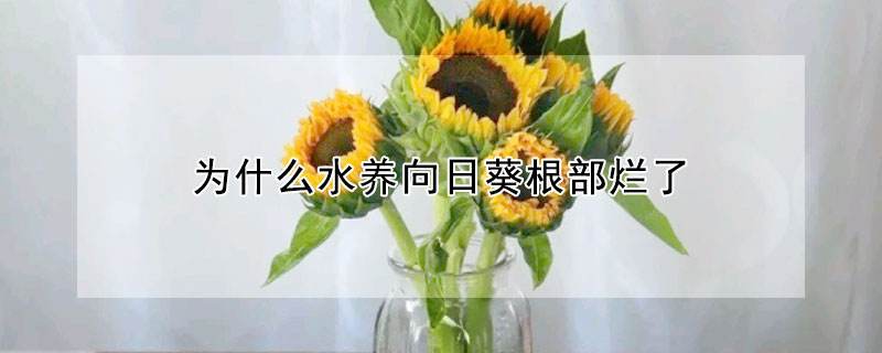 水养向日葵注意事项