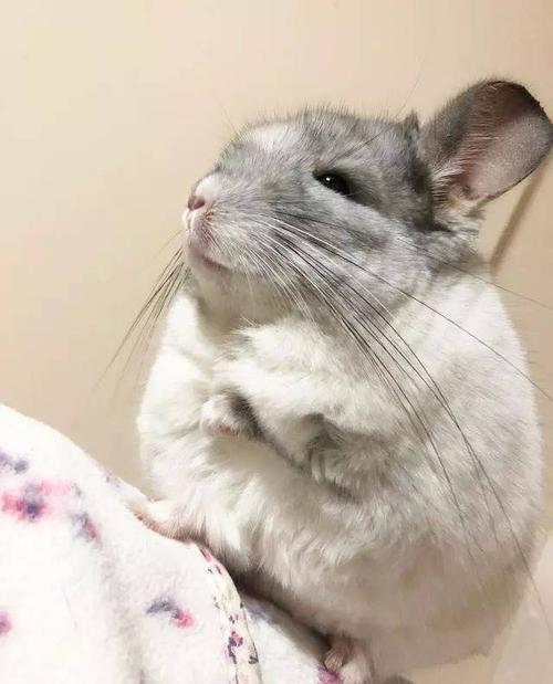 龙猫突然不吃东西