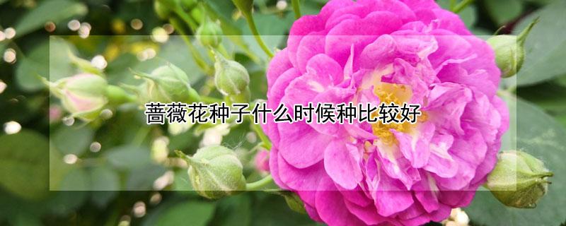蔷薇栽培技术