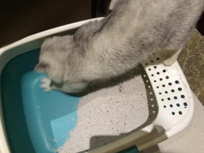 猫训练拉粑粑
