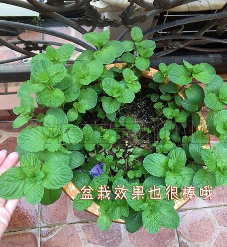 留兰香栽培