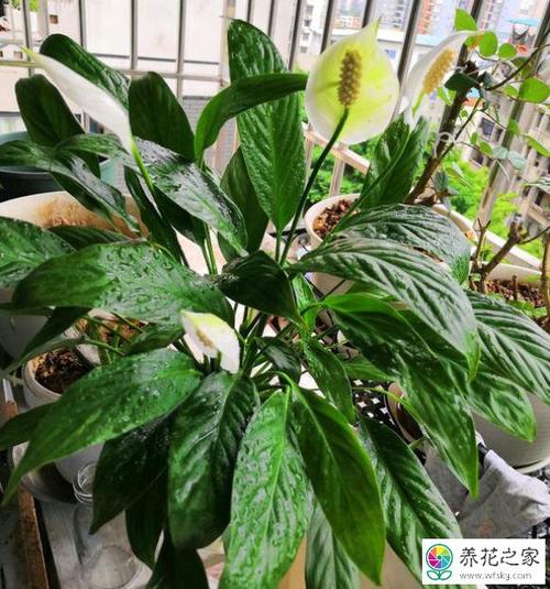 白掌花栽培繁殖以及盆栽方法介绍