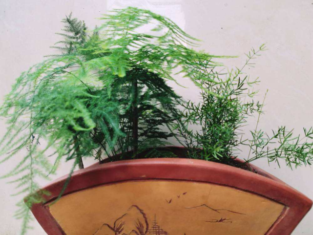 武竹的养殖方法
