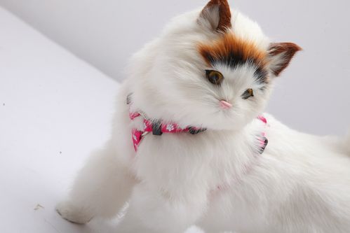 宠物猫所用的东西