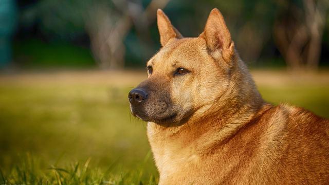 田园犬可训练性