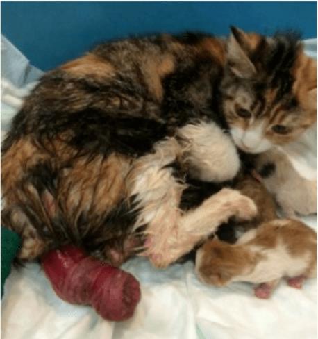 母猫产后肚子有东西