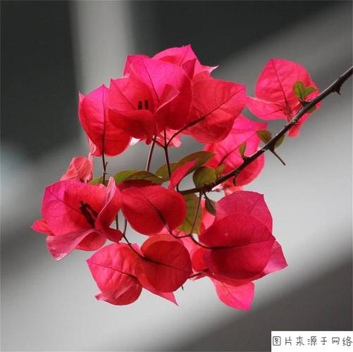 三角梅的栽培和管理