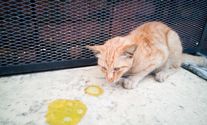 猫咪消化不良不吃东西不吐