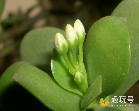 玉树的栽培方法和注意事项