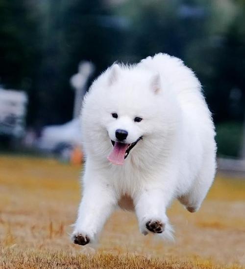 二三个月萨摩耶犬怎么训练