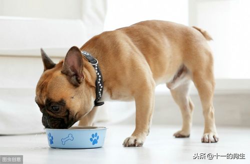 狗没舌头能自己吃东西怎么办