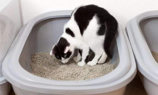 家里猫乱吃东西怎么办