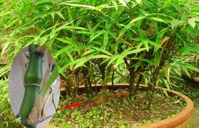 竹的养殖方法有哪些