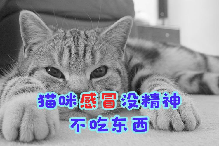 猫猫感冒不吃东西怎么办