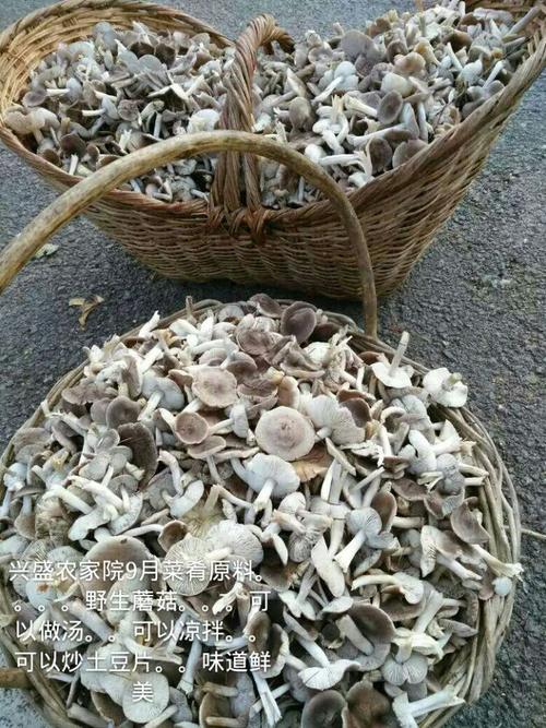 灰蘑的做法