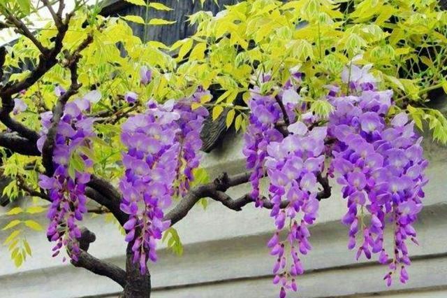 紫藤花栽培养殖
