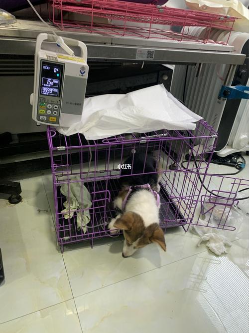 得了犬瘟 输液后 开始吃东西了