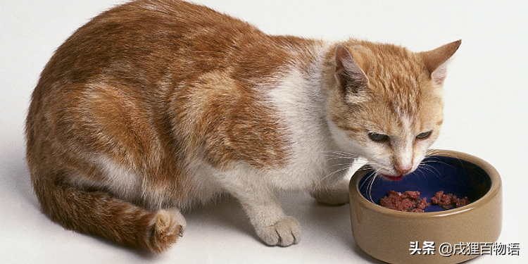 搬了新家猫不吃东西怎么办