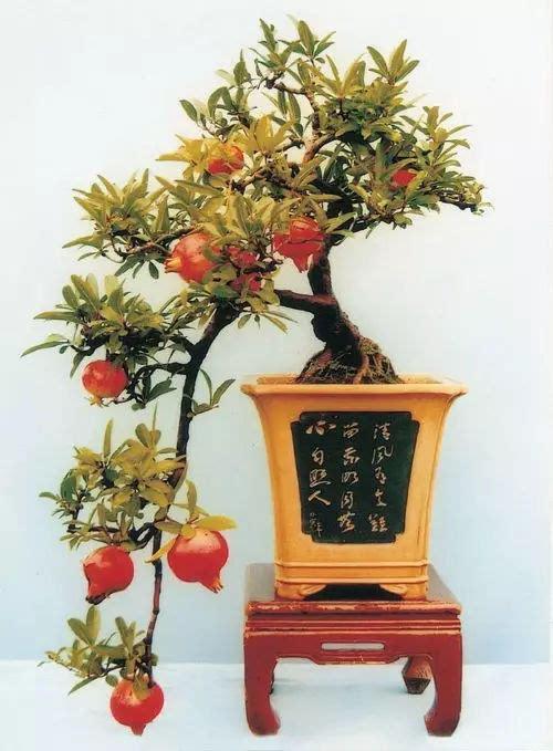 石榴盆景的栽培与养护