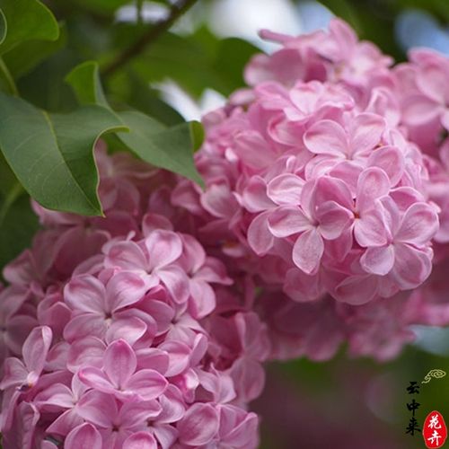 丁香花栽培技术